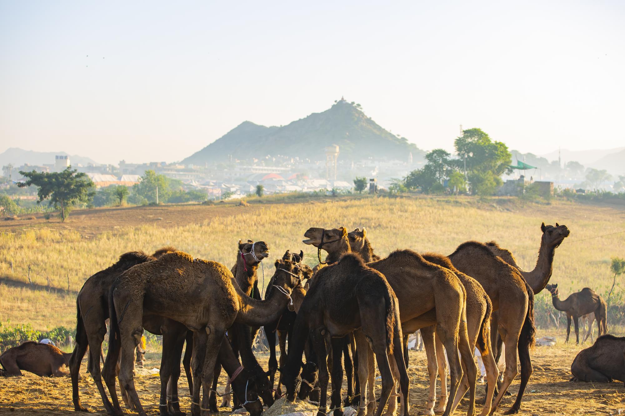 1738328331034_PushkarFair_03.jpg